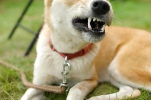 【オカルト】犬の牙の憑き物