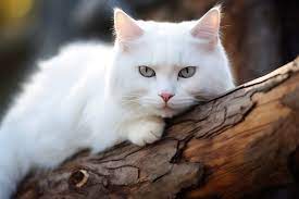 【守護】白猫の守護